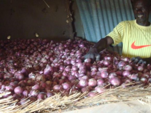 Sahelian Onion Productivity and Market Expansion Program-(SOPMEP)